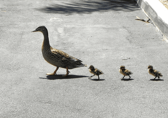 San Diego - Ducks in a row - Sboukatch